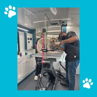 Does your pet have Anxiety? Mobile Grooming with our Highly Experienced Groomers  greatly reduces anxiety & fears.