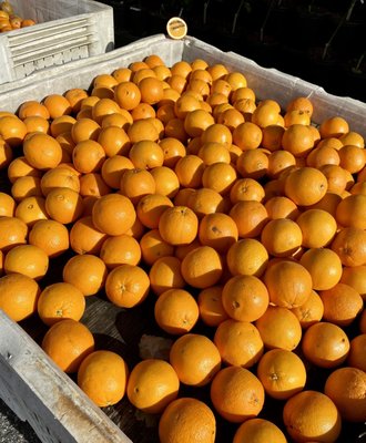 Orange you going to eat your fruit today? Lol. (･‿･)Hope you are having a wonderful Thirsty Thursday evening.