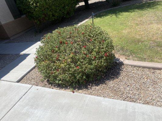 Shaped bush and trim