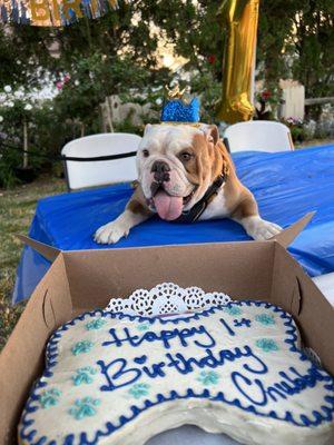 Chubba looking handsome for his first birthday party