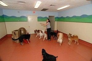 doggie daycare room