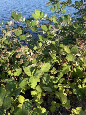 Bunch of wild blackberry bushes