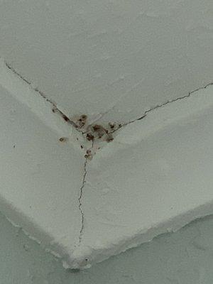 Bed bugs in a corner of a ceiling