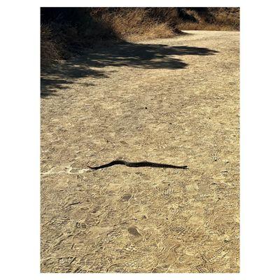 Rattlesnake, be careful 2/2 (zoomed in)