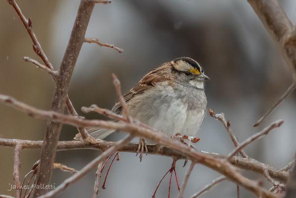 White-Throated Sparrow