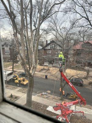 Sycamore tree, over 40', being removed by Happy Tree Service.  Happy customers and neighbors