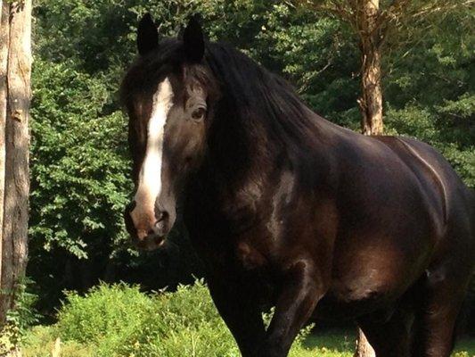 'Magic' a Tennessee Walker Gelding here at Inner Awakenings!