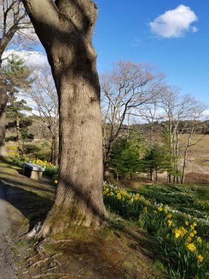 Daffodil Hill