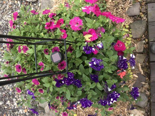 3 types of petunias