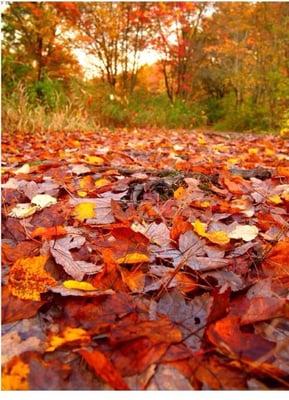 Good place to catch some foliage in the fall