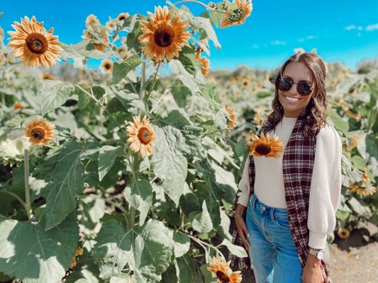 Sunflower field