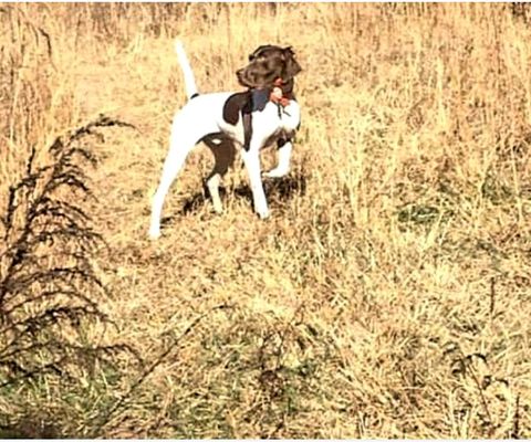 QUAIL HUNTING GUIDED TRIPS. BOOK NOW FOR OCTOBER THRU MARCH.