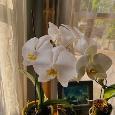 We love our blooming orchids...welcome back friends!