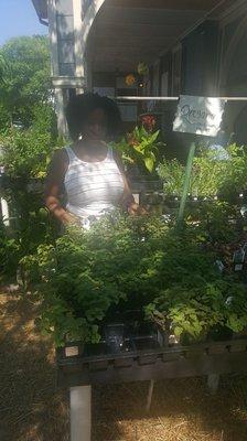 NUBODI Holistic Health Practitioner and Master Herbalist at the local her garden purchasing fresh organic herbs to make herbal products.