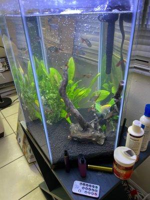 Angel fish silver hatchet fish alibi Cory catfish Buenas Aris tetras cherry barbs and some other red tetra ‍