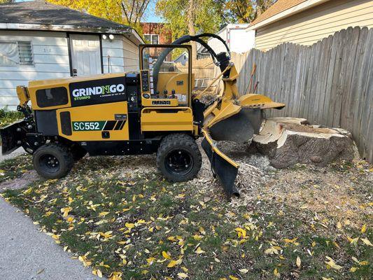 Before. We weren't sure if we were going to be able to grind the whole stump based on the location with the fence.