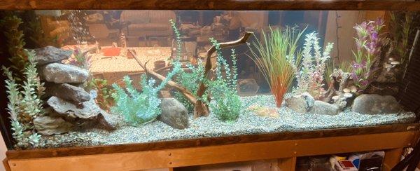 Fish tank after cleaning and new rocks and plants. No fish yet!