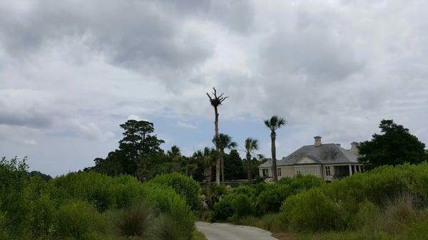 Osprey nest by the clubhouse.