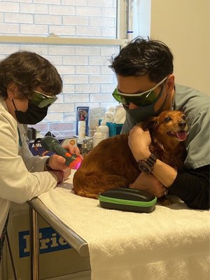 Laser therapy on Feefee