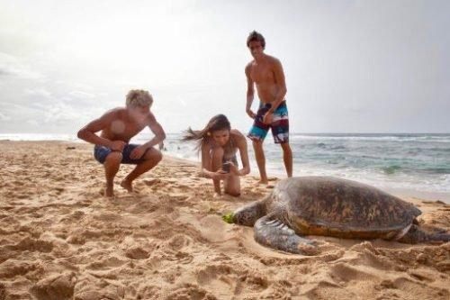 Go snorkeling and admire Oahu's green turtles