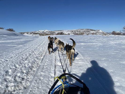 Dog sledding.