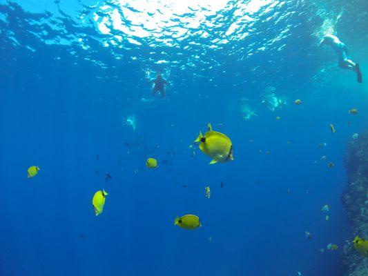 Photo-bombed by Butterfly Fish :)