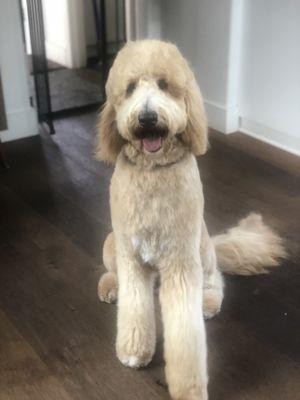 Calvin after his groom.