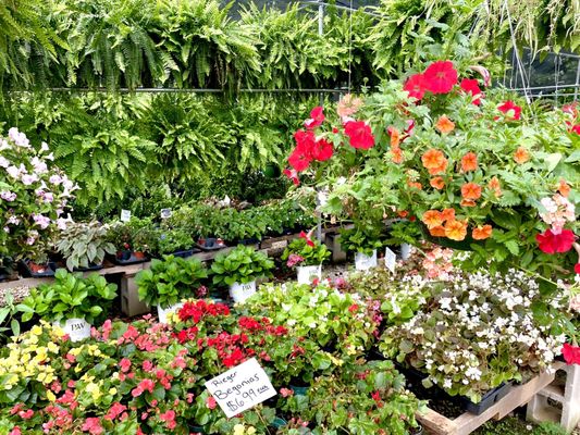 Plants and flats of flowers