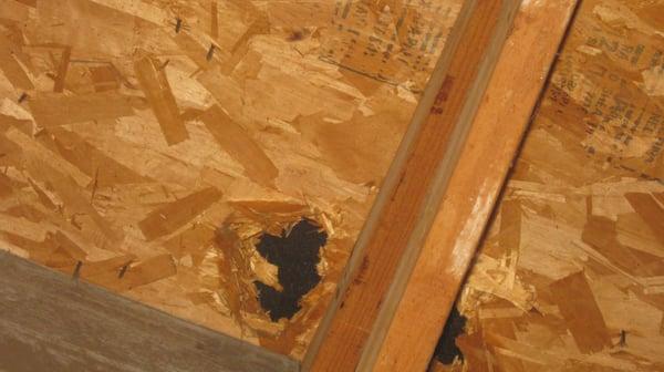 This picture was taken in the attic. Hole in the roof