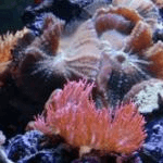 We use captive-raised corals and animals frequently.