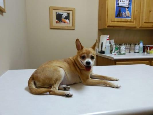 This is Weezy at the vet for his check up after the emergency visit. He's doing great!