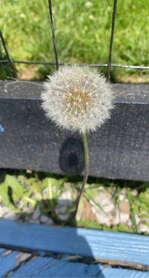 Dandelion