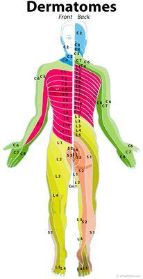 Often symptoms within an area can be traced back to its root cause, the spine. Nerves are freeways, subluxations are the roadblocks.