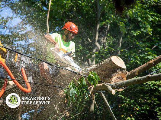 Tree Removal Services by Spear Bro's Tree Service