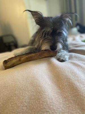 A dog and her  bone