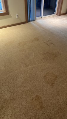 All photos are of the new stains that showed up AFTER carpets had been cleaned