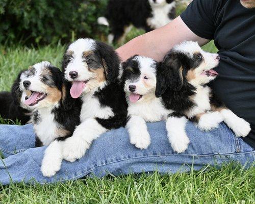 Bow Creek Tricolor Mini Bernedoodles!  AVAILABLE & HEALTH TESTED!