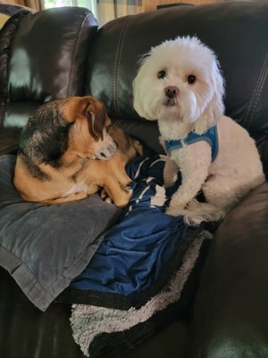 My Harley and his  friend Jemini posing