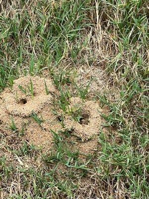 Active Fire ants