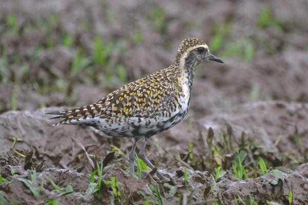 Hawaii Bird Tours