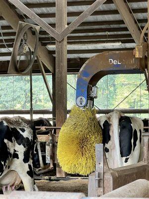 Unbelievable! Spa & Massage treatments for the black & white Holstein Cows @ The Free Weekend Dairy Tour @ Great Brook Dairy Farm Carlisle