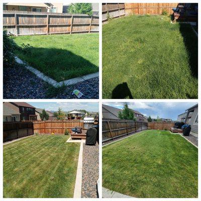 Fresh Cut After 6 Weeks Without Mowing! #LawnMowing #LavishLawns #LawnCare