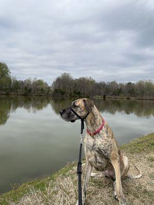 My Great Dane aka mini horse!