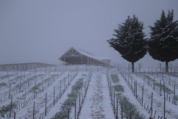 Snowy covered vines and Tasting Room.