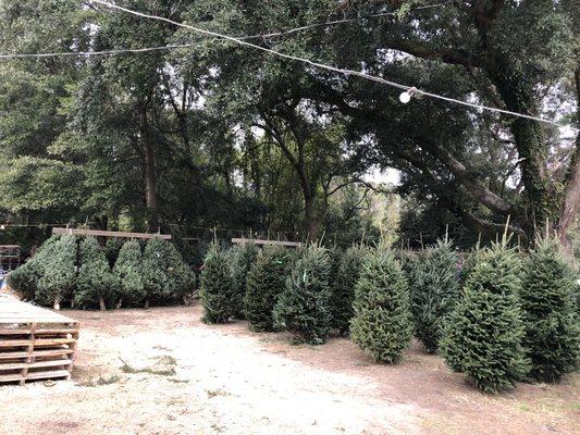 They have fresh cut Christmas trees for sale!