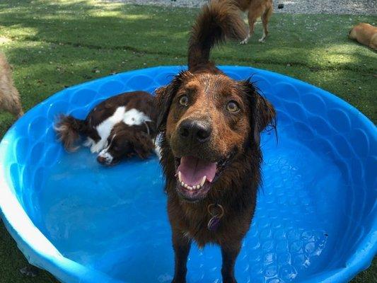 Pool time at the daycare facility