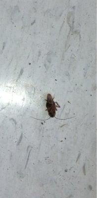 Went to eat there and lost my appetite. This was on the floor!!!!