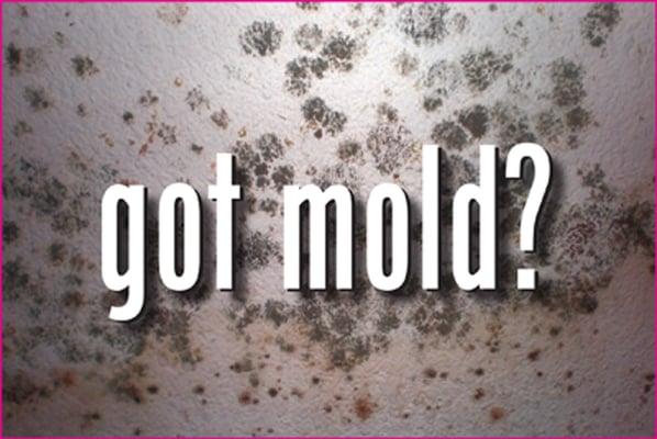 Mold Remediation