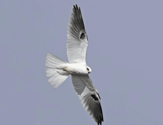 White-tailed kite... such a beautiful Raptor we get to enjoy.