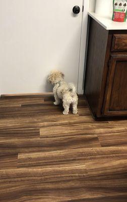 Sophie heard Dr. Seymour on the other side of this door and now has her nose pressed up against the door excitedly waiting to see her!!